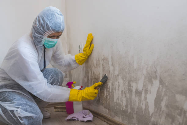 Best Basement Mold Remediation in Palisades Park, NJ