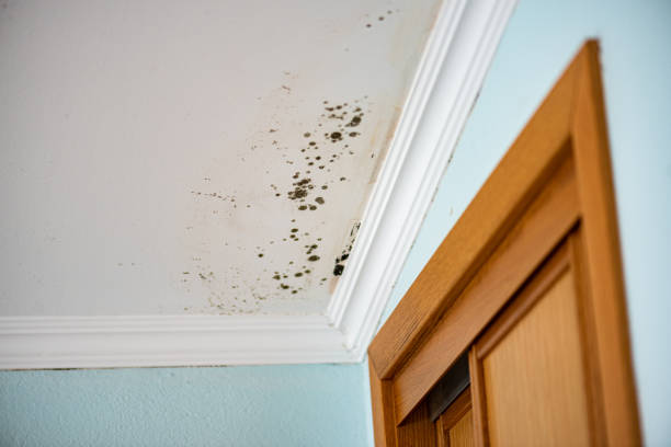Best Basement Mold Remediation in Palisades Park, NJ